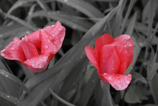 Flower Shower-flower-black-white-photo-critique.jpg