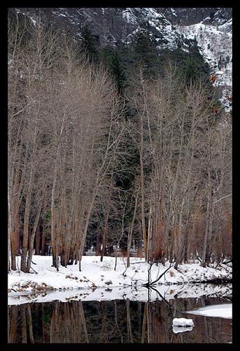 Yosemite Woods-yosemitewoods1_px800-copy3.jpg