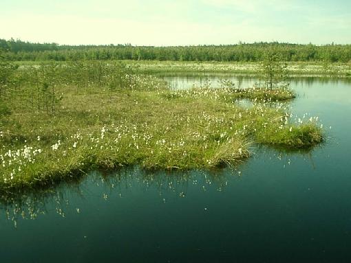 peat bogs somewhere in Poland...-peat-bog2.jpg