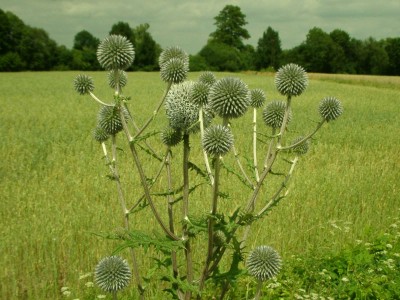 Name:  Echinops sphaerocephalus.jpg
Views: 108
Size:  44.6 KB