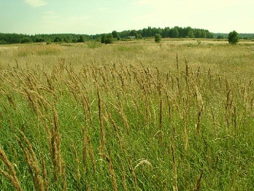 untitled landscape-polish-landscape-calamagrostis-epigejos.jpg