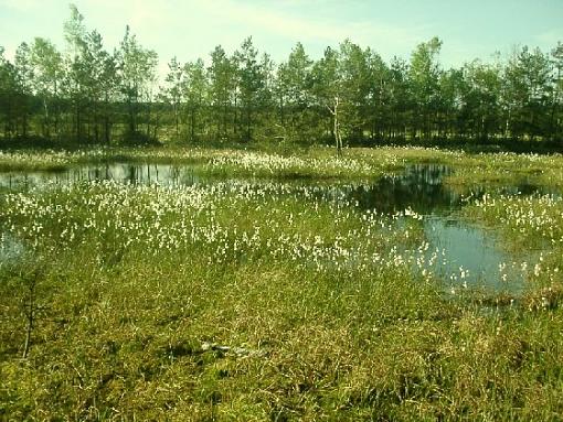 peat bogs somewhere in Poland...-peat_bog3.jpg