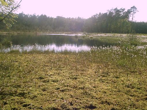 peat bogs somewhere in Poland...-peat-bog1.jpg