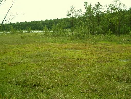 peat bogs somewhere in Poland...-drosera-rotundifolia-peatbog.jpg