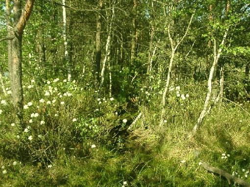 peat bogs somewhere in Poland...-ledum-palustre-peatbog-forest.jpg