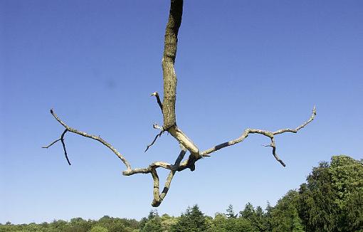 Reach for the sky-pict0676.jpg