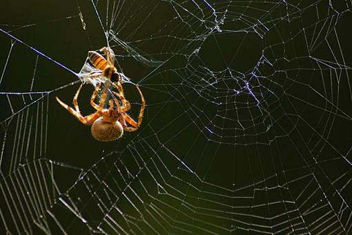 Garden Orb Web Spider-spider.jpg