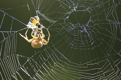 Garden Orb Web Spider-spider2.jpg