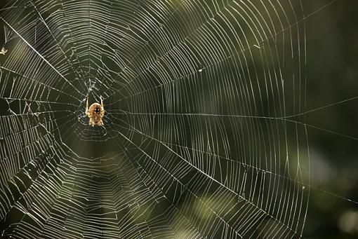 Garden Orb Web Spider-spider3.jpg