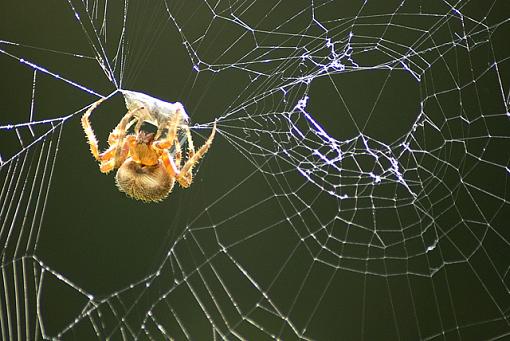 Garden Orb Web Spider-spider5.jpg