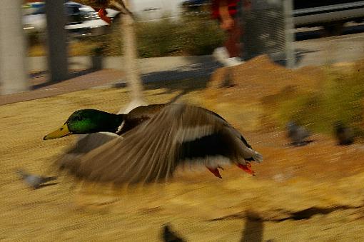 Mallard in Flight-mallard-flight.jpg