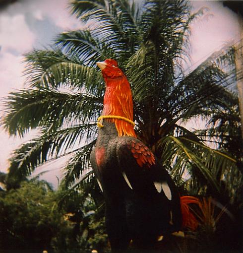 Tickle, beach rocket and a peacock - Holga-paradiso_6.jpg