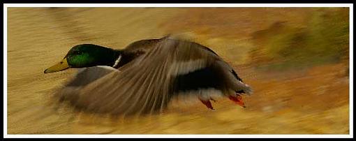 Mallard in Flight-mallard-flight-2.jpg