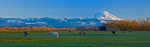 pastoral scene-pastoral-scene.jpg