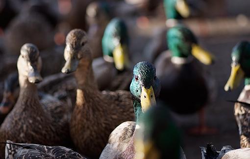 Rush hour in Duck City-rush-hour-duck-city.jpg