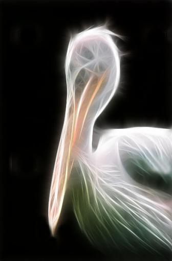 playing with Fractalius filter-fractpelican.jpg