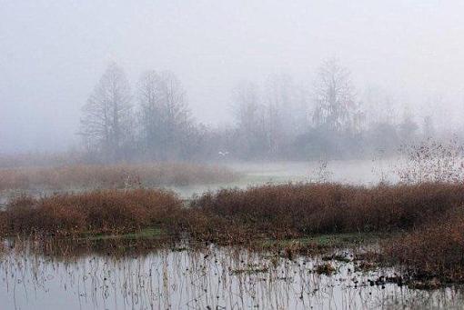 foggy winter morning-untitled.jpg