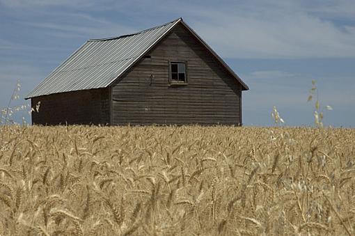 Bunkhouse in Wheat Field-barn_01.jpg