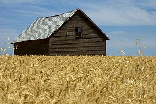 Bunkhouse in Wheat Field-barn_01b.jpg