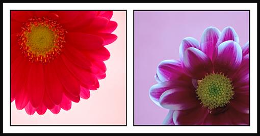 Flower Diptych-flower-diptych-jpg.jpg