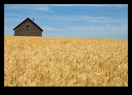 Bunkhouse in Wheat Field-barn03.jpg