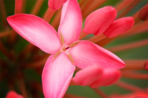 flower closeup-red-flower.jpg