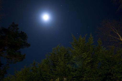 Night time in Cambria, CA-moonlit-forest-sm.jpg