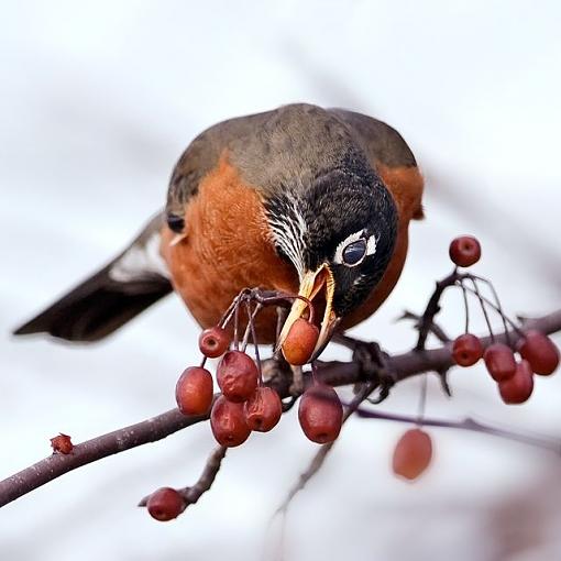 Cherry picking-cherry-picking.jpg