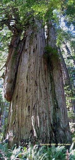 Mega Redwood - Titan-redwood_pano_280.jpg