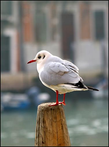 A Couple of Gulls (that's 'Gulls', not 'Girls'!)-murano-gull-02.jpg