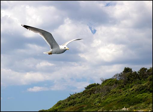 A Couple of Gulls (that's 'Gulls', not 'Girls'!)-rovinj-gull-01.jpg