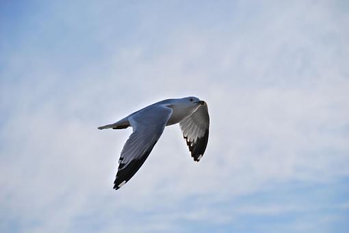 A Couple of Gulls (that's 'Gulls', not 'Girls'!)-gullsmall3.jpg