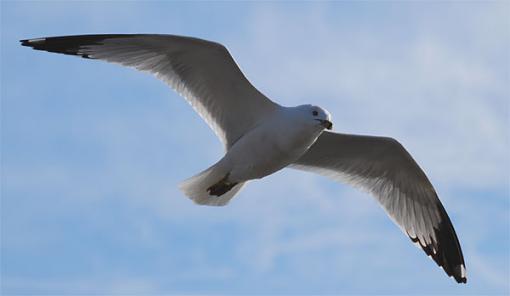 A Couple of Gulls (that's 'Gulls', not 'Girls'!)-gullsmall6.jpg