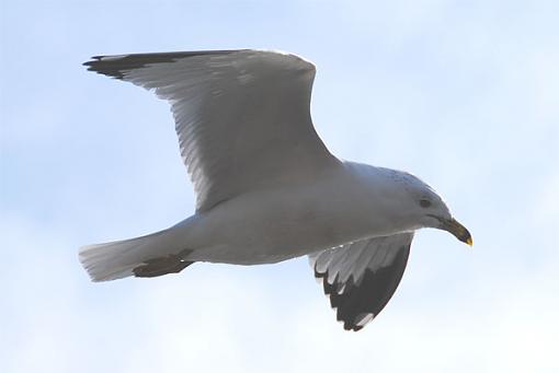 A Couple of Gulls (that's 'Gulls', not 'Girls'!)-gullsmall5.jpg