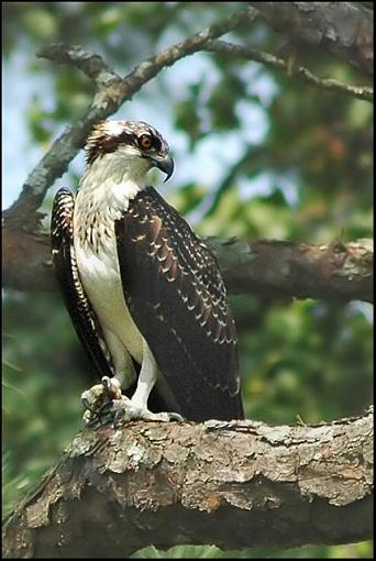 'nother Osprey-osprey_4.jpg