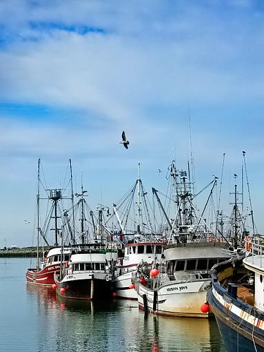 A snapshot-seagulls-boats.jpg