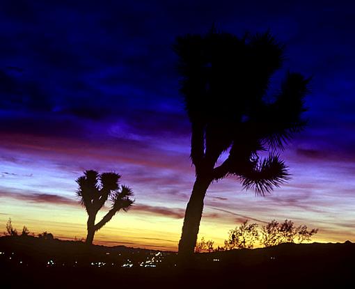 A few more Joshua Tree sunrises-joshuatreesunrise6_2_feb2008_px640.jpg