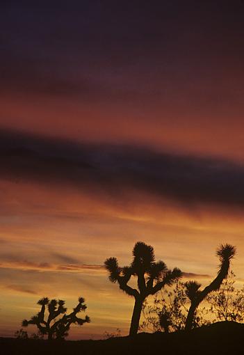 A few more Joshua Tree sunrises-joshuatreesunrise1_feb2008_px640.jpg