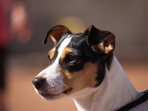 JRT in the Sun-banditsmaller.jpg