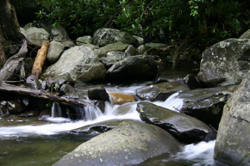 Some Smokies pics-img_0543.jpg