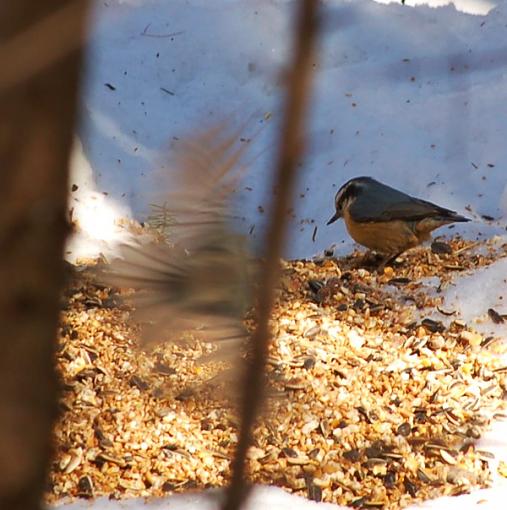 chick in mid flight-dsc_1905..jpg