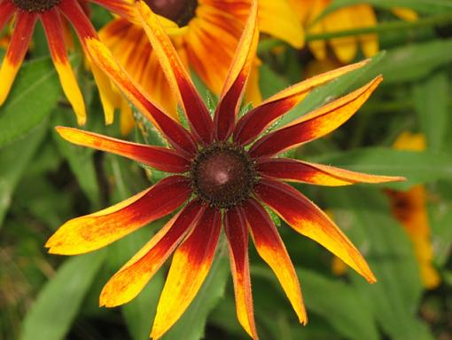 Orange flower - close-up-orangeflower.jpg