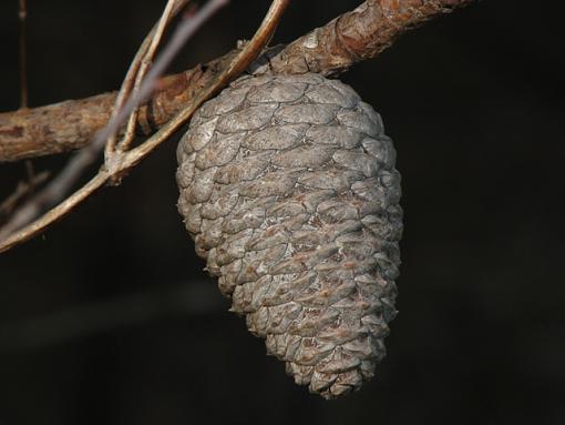 Pine cone-pinecone_640x480.jpg