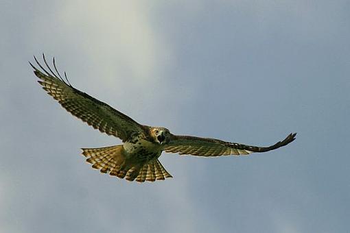 Hawk at Barber-hawk-barberr.jpg