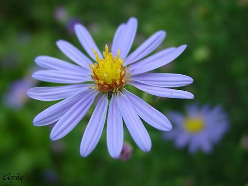 Flowers, anyone?-aster-rb_small.jpg