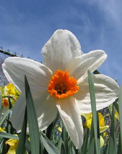 White daffodil-whitedaffodil.jpg