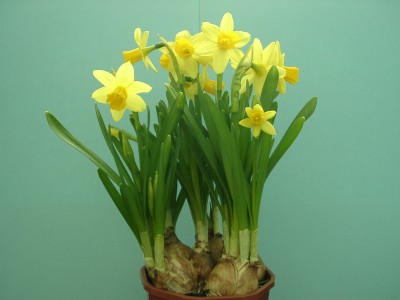 Name:  daffodills_on_blue.JPG
Views: 62
Size:  22.5 KB