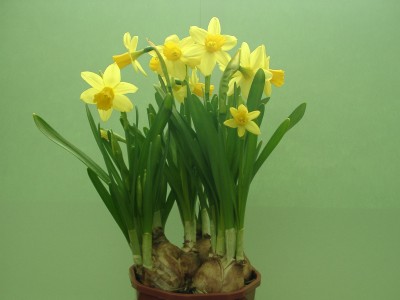 Name:  daffodills_on_green.JPG
Views: 63
Size:  20.9 KB