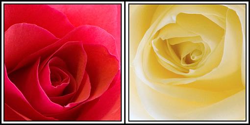 Easter Rose Diptych-rose-diptych-jpg.jpg