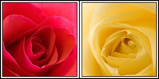 Easter Rose Diptych-rose-diptych-02-jpg.jpg